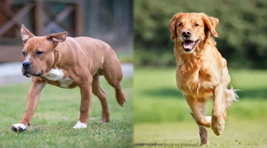 Dos perros bronceados corriendo