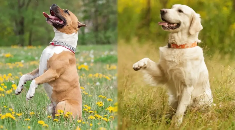 Dos perros bronceados mendigando