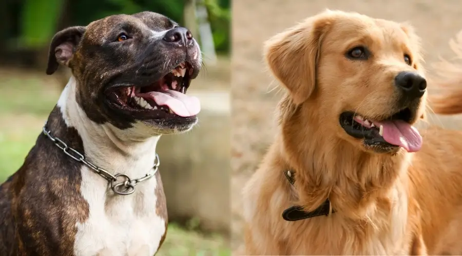 Perro marrón manchado y perro dorado sonriendo en cámara