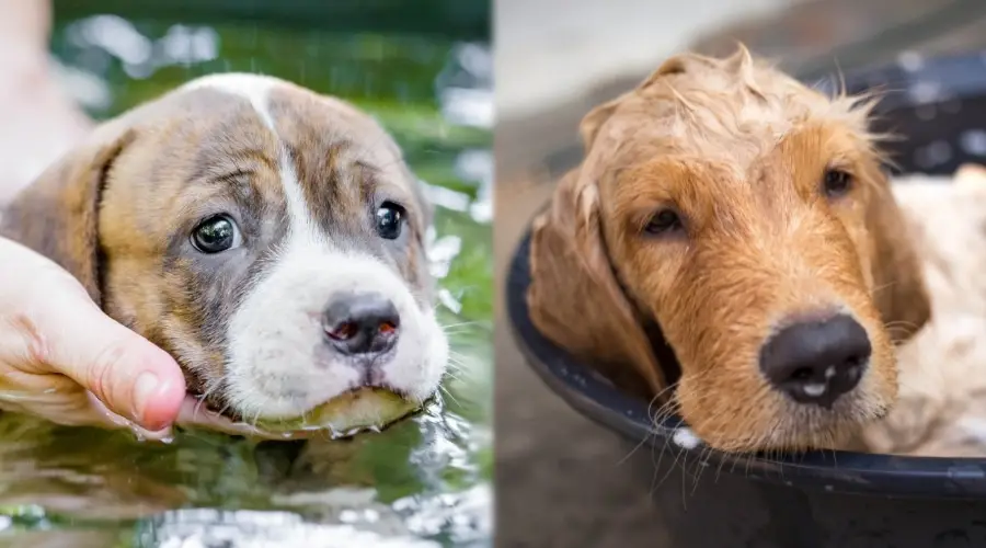 Dos cachorros en el baño