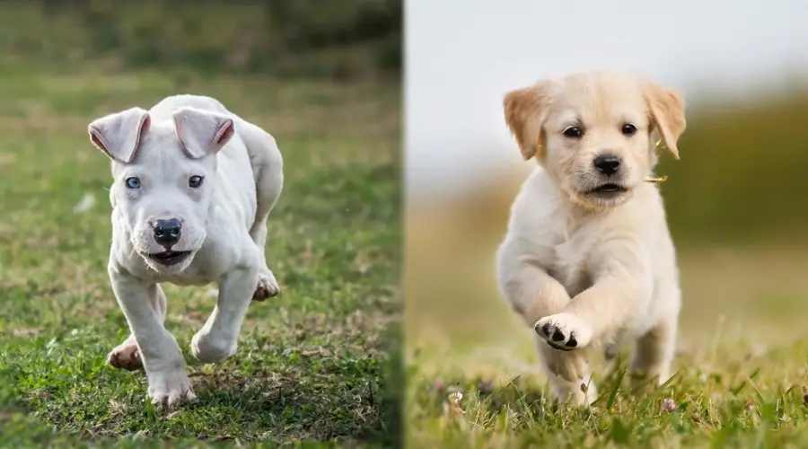 Dos cachorros de color claro corriendo en la hierba