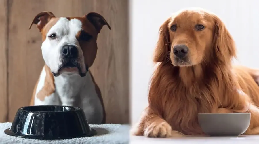 Perro tostado y blanco y perro dorado sentados frente al plato de comida