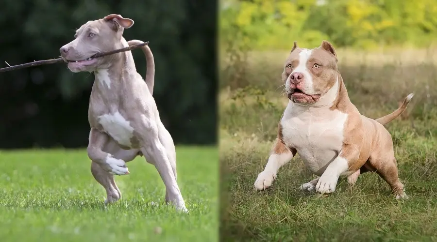 Dos perros de color marrón claro jugando en un campo
