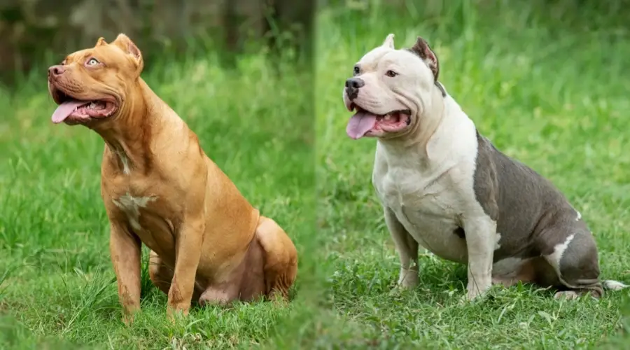 Perro marrón y perro tostado sentados en la hierba.jpg
