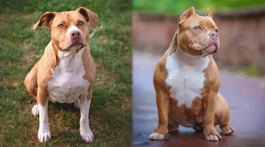 Dos perros blancos y bronceados sentados uno al lado del otro