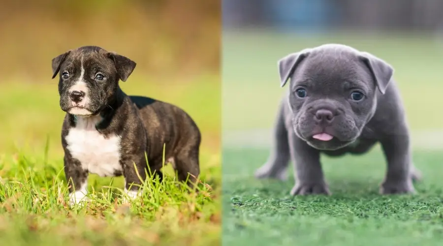 Dos pequeños cachorros grises
