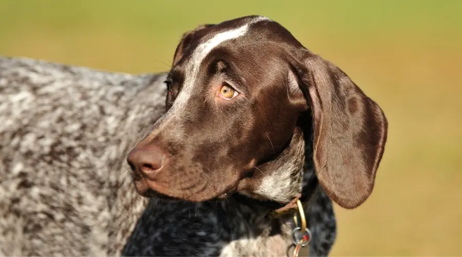 Perro Marrón con Ojos Ámbar