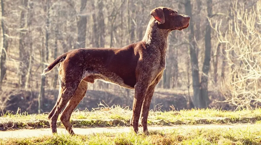 Perro activo corriendo al aire libre