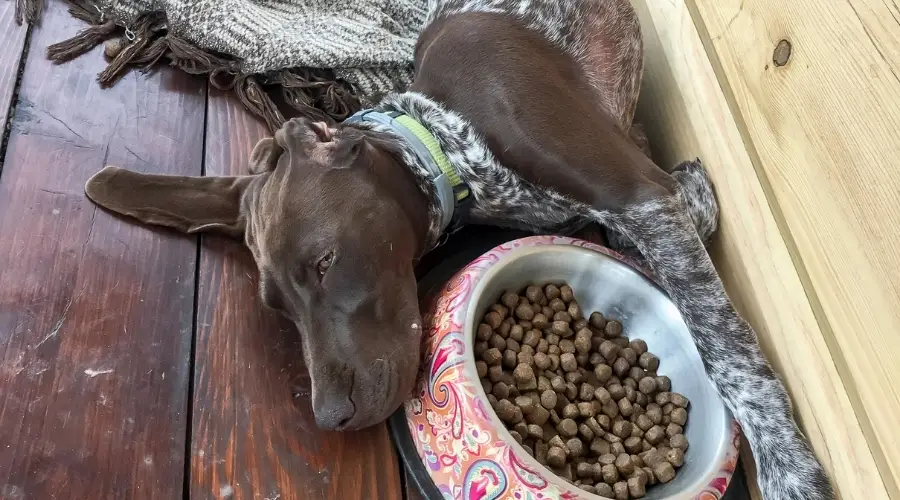 Puntero junto al plato de comida