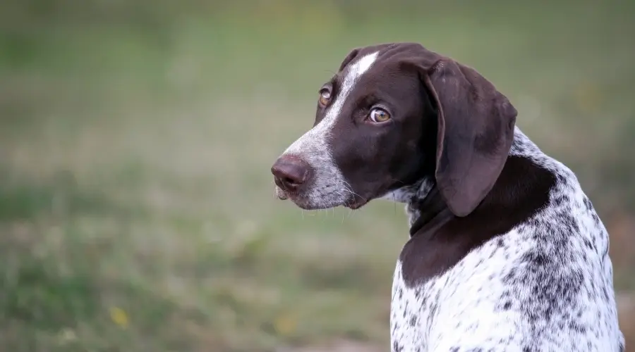 Cachorro puntero mirando a la cámara