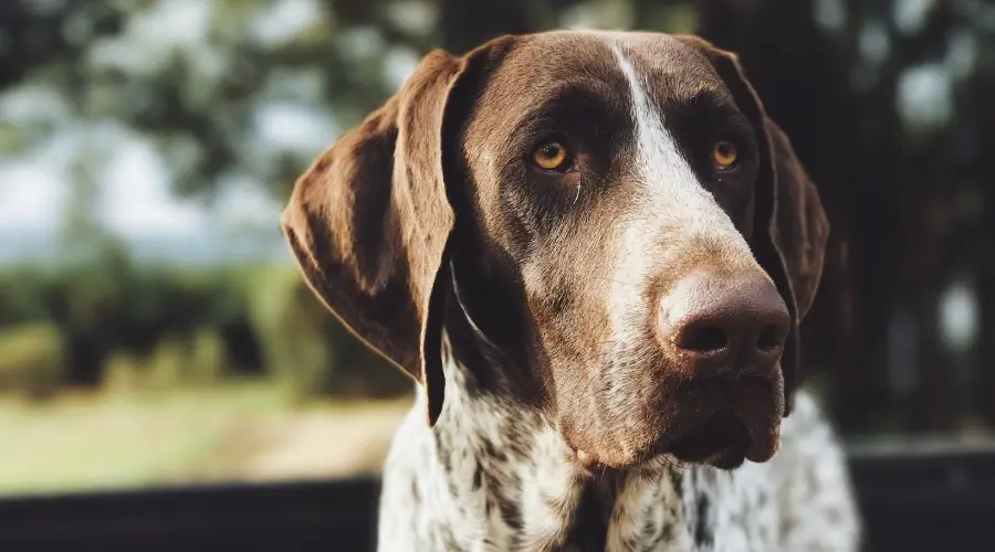 Perro de rescate Pointer al aire libre