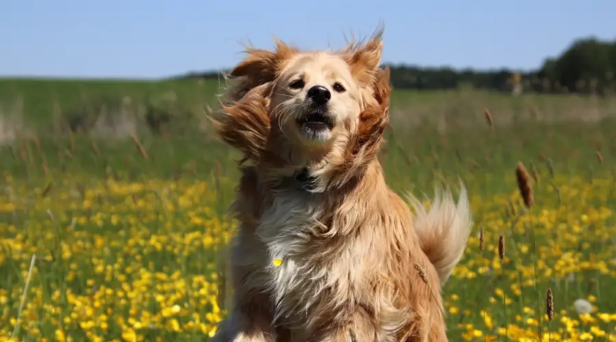 pastor australiano golden retriever