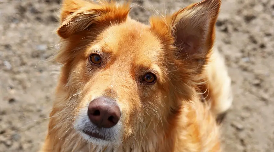 perro perdiguero australiano