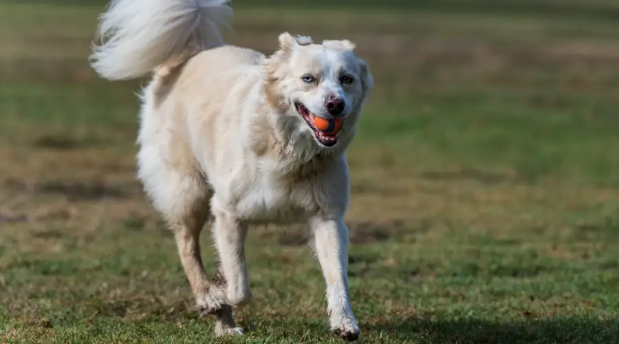 Mezcla de perro perdiguero australiano