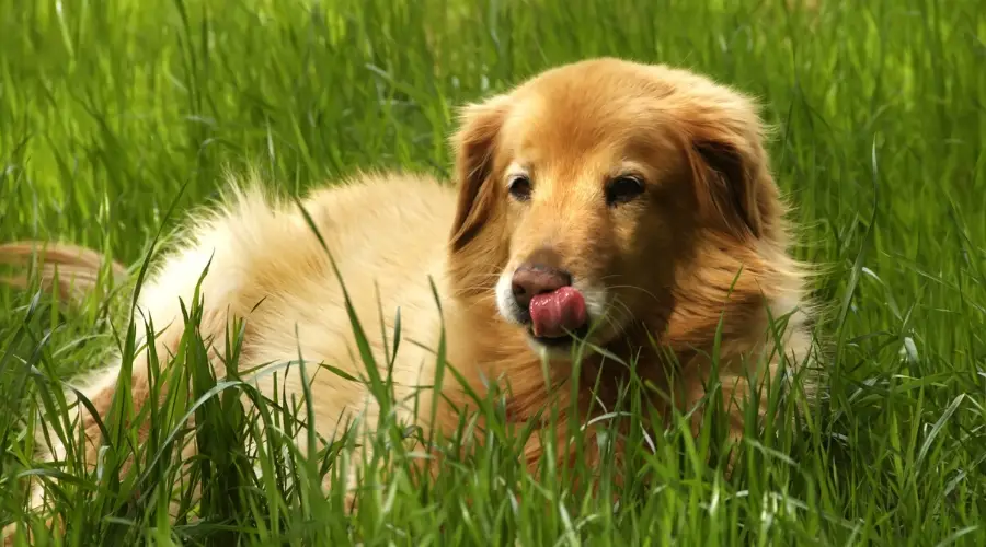 Mezcla australiana de Golden Retriever de pelo largo