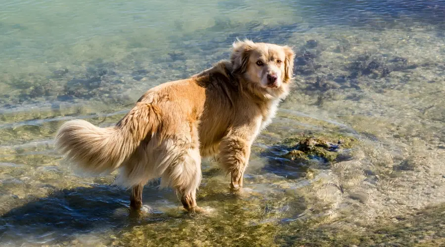 Necesidades alimentarias del pastor australiano golden retriever