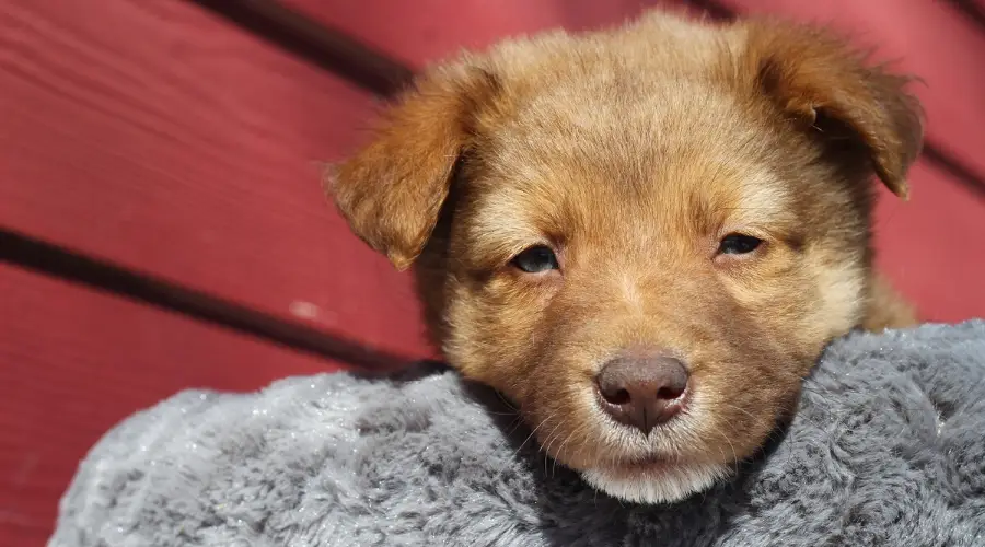 Cachorro australiano golden retriever