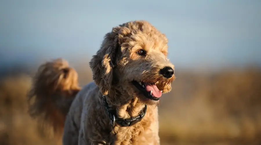 Goldendoodle en el campo