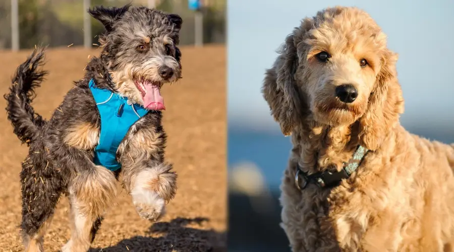 Dos perros tipo garabato