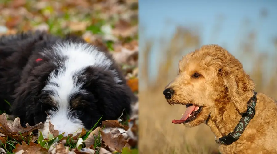 Perros sanos al aire libre