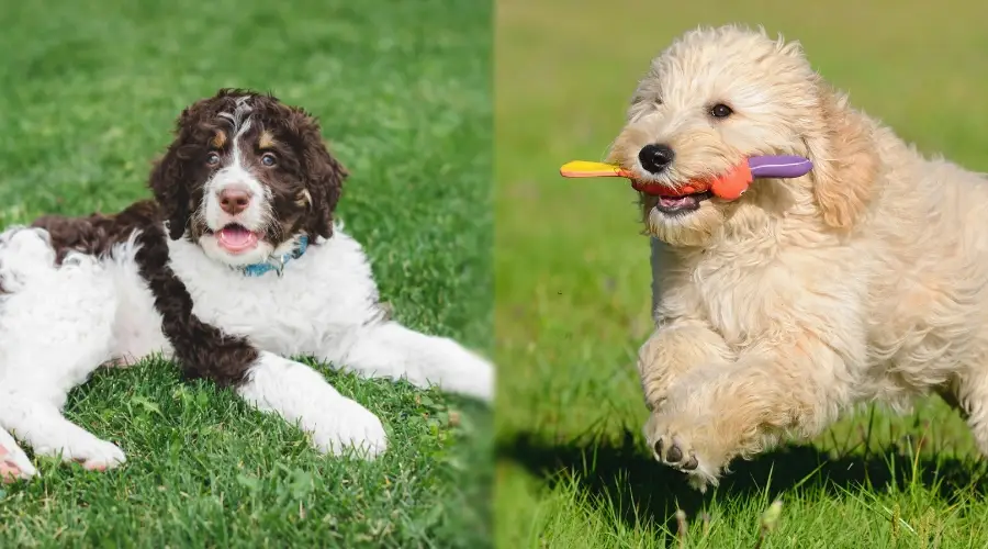 Bernedoodle y Goldendoodle jugando