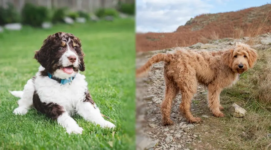 Goldendoodle y Bernedoodle al aire libre