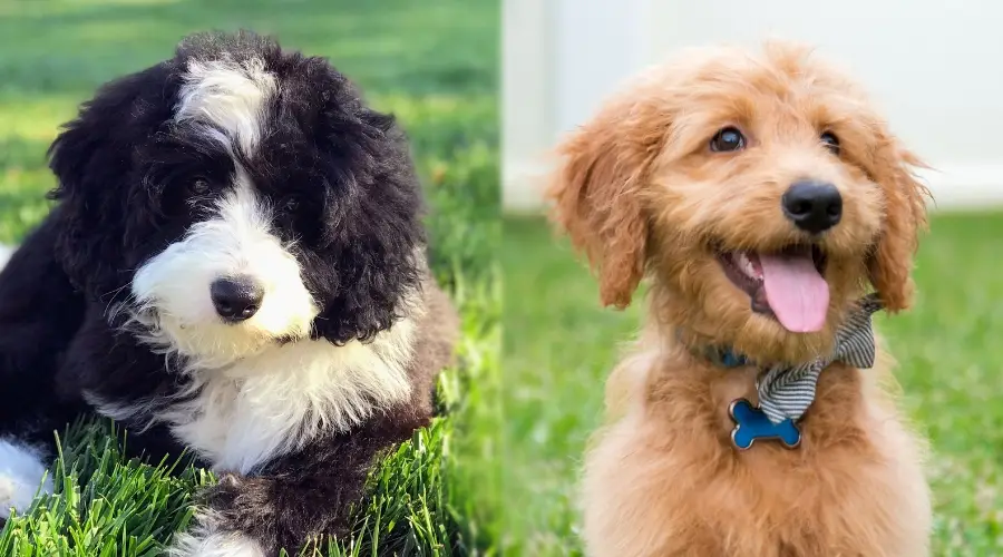 Cachorros Bernedoodle y Goldendoodle