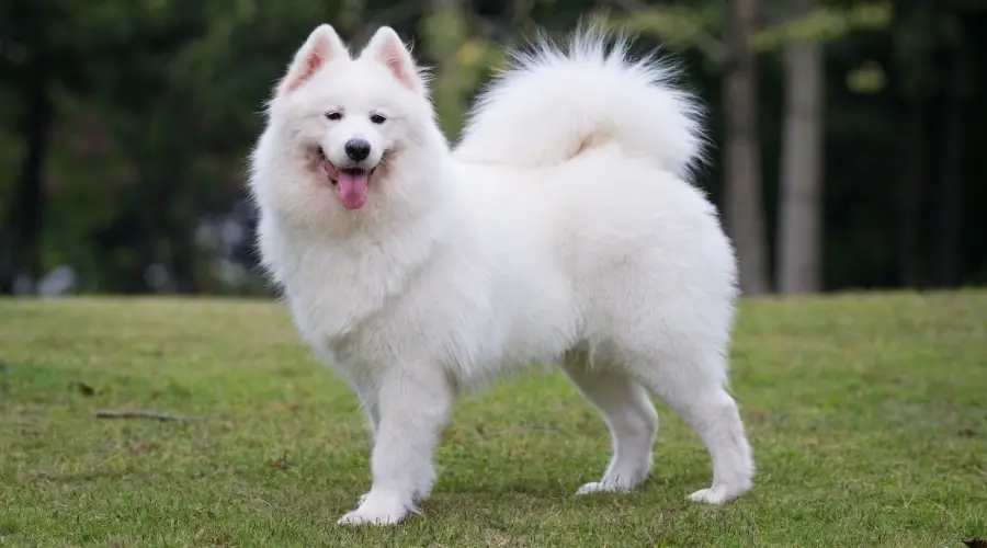 Perro blanco adulto afuera