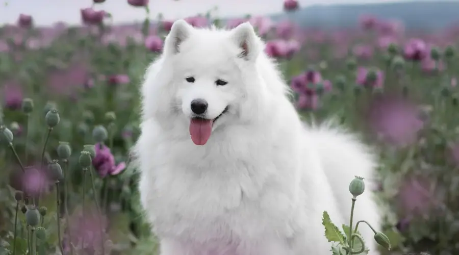 Perro blanco en el campo