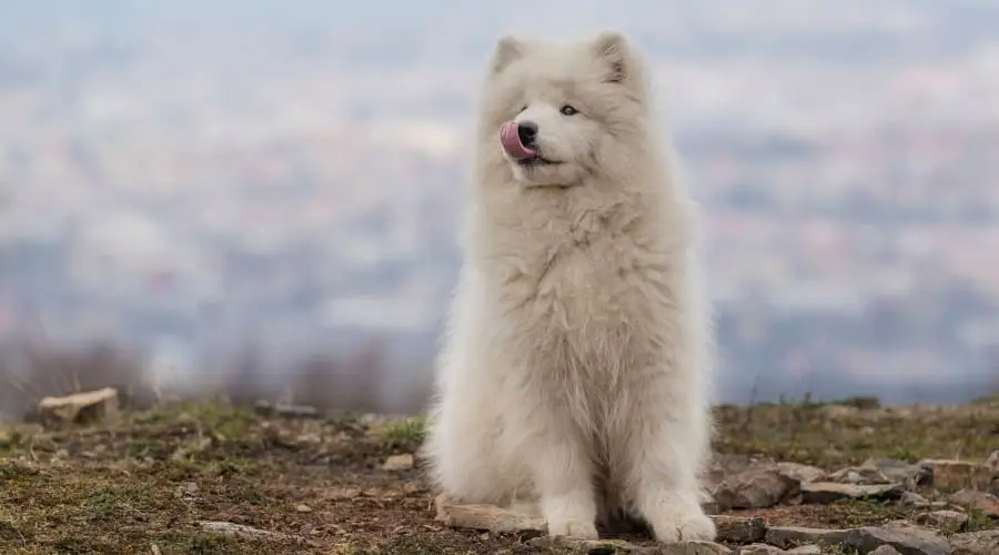 Perro blanco en entrenamiento al aire libre