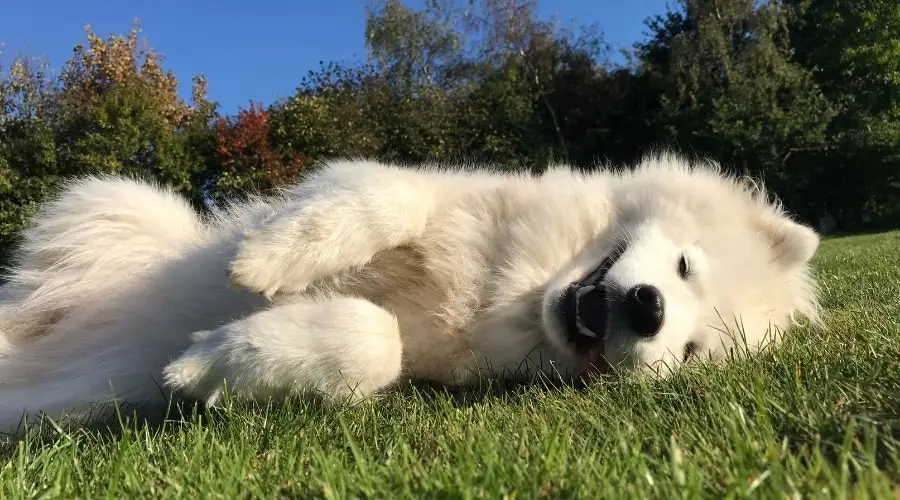 Perro blanco tendido en la hierba