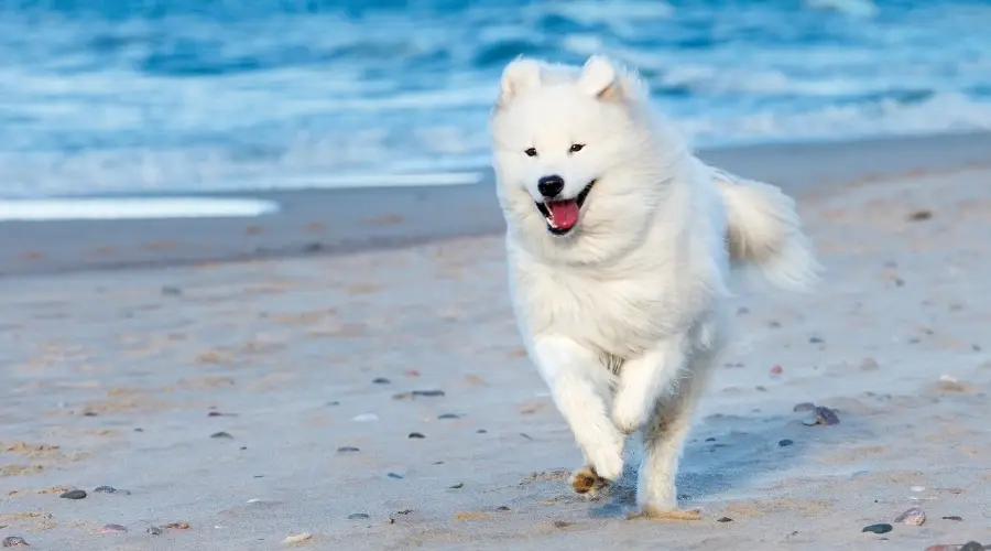 Perro Samoyedo corriendo en la playa