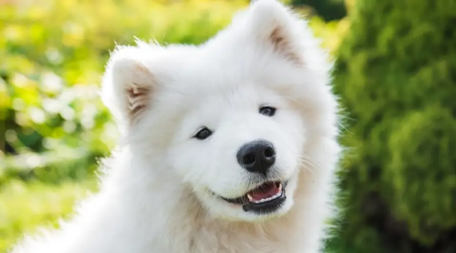 Cachorro recubierto de blanco al aire libre