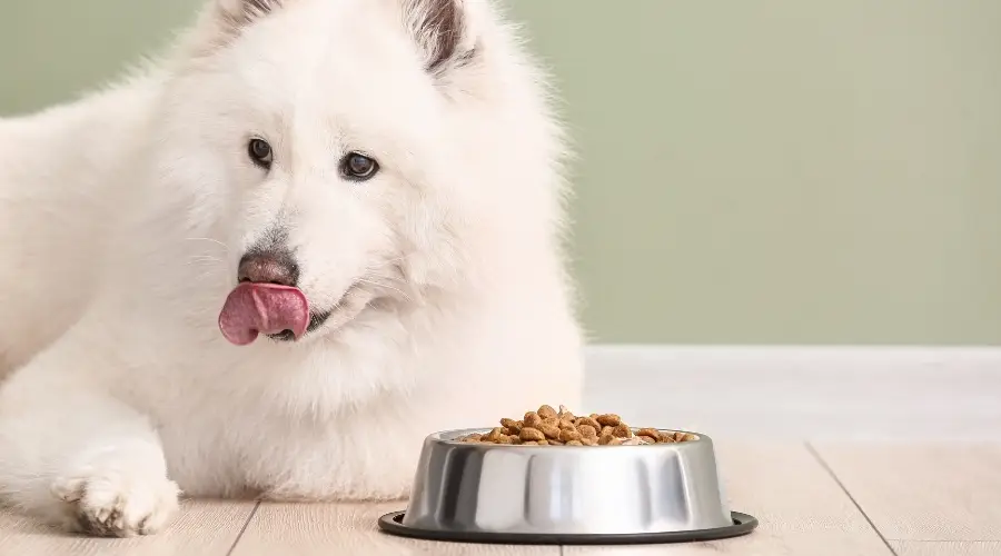 Perro blanco comiendo comida