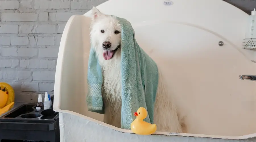 Perro blanco en la bañera