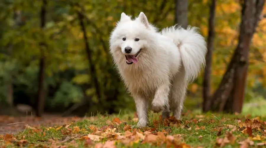 Perro Samoyedo haciendo ejercicio afuera