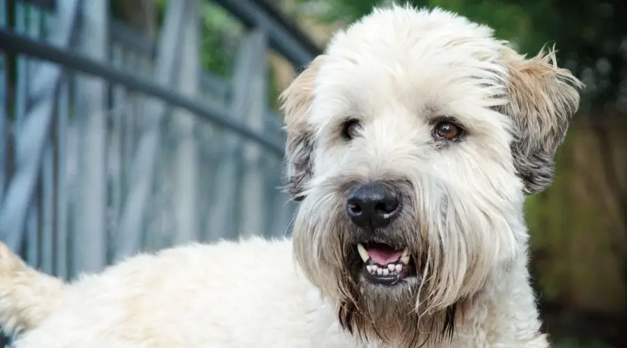 Perro blanco joven al aire libre