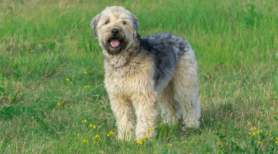 Perro al aire libre en flores amarillas