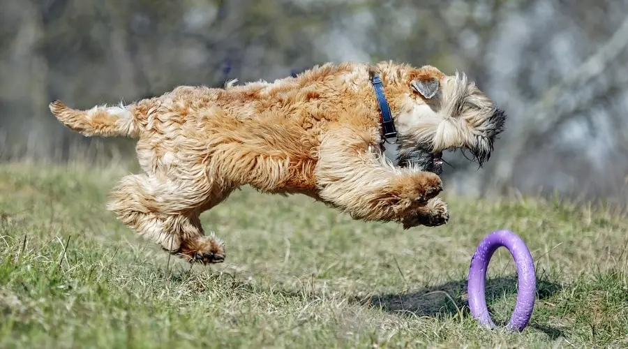 Raza de perro activa jugando con juguete