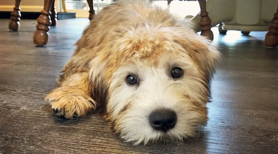 Terrier de trigo de revestimiento suave acostado en casa