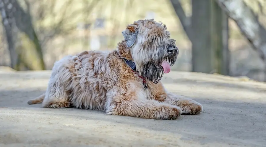 Perro bronceado esponjoso tendido en el pavimento