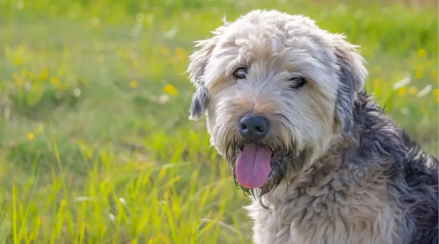 Perro sano afuera en la hierba