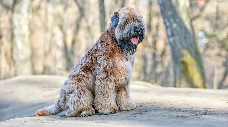 Perro hambriento al aire libre