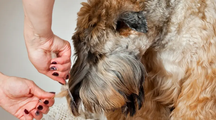 Perro preparándose en la mesa