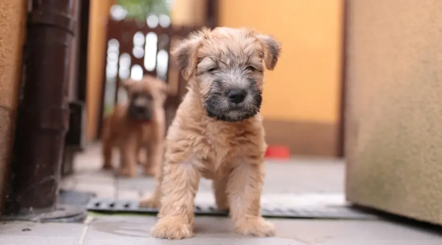 Cachorro terrier de trigo al aire libre