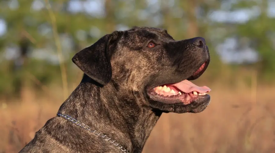 Perro joven feliz mirando hacia arriba