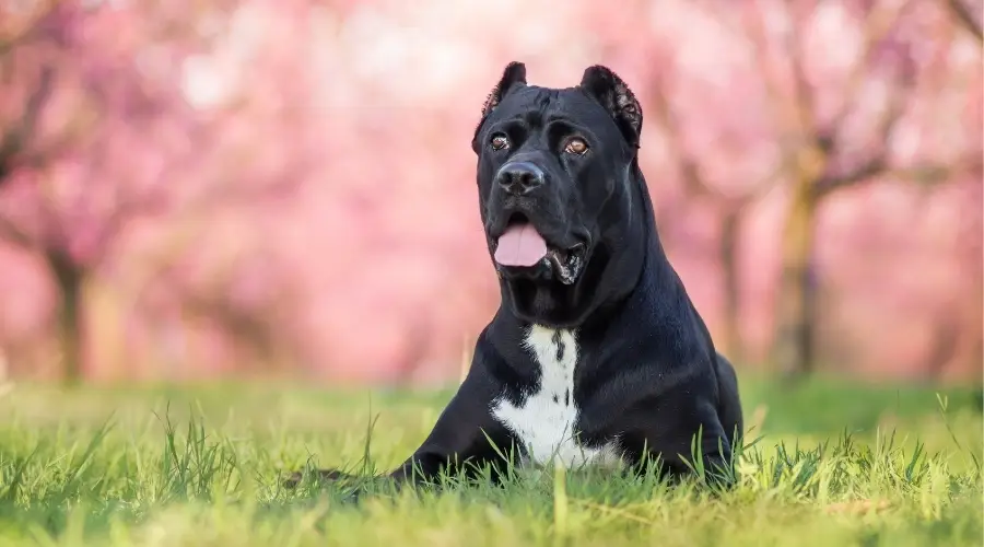 Perro Negro Con Marcas Blancas