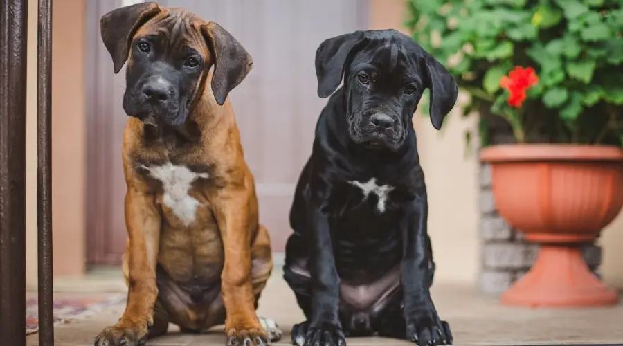 Perros de diferentes colores al aire libre