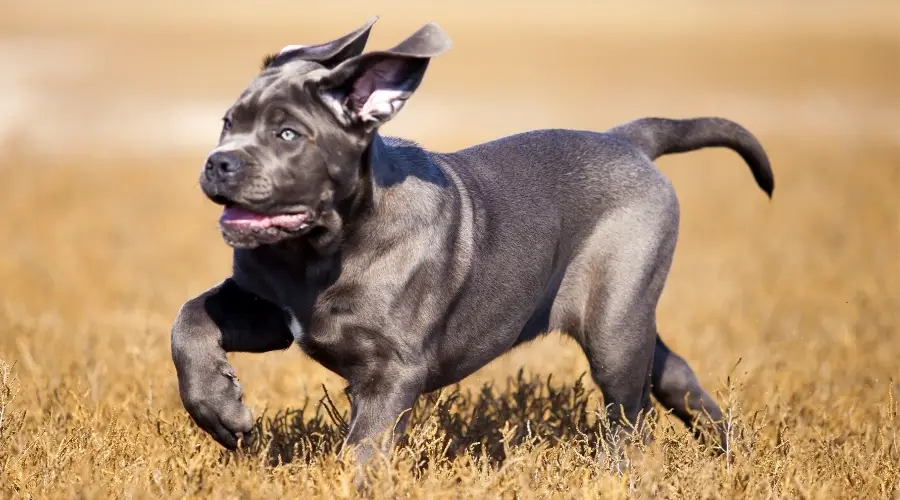 Perro plateado haciendo ejercicio al aire libre