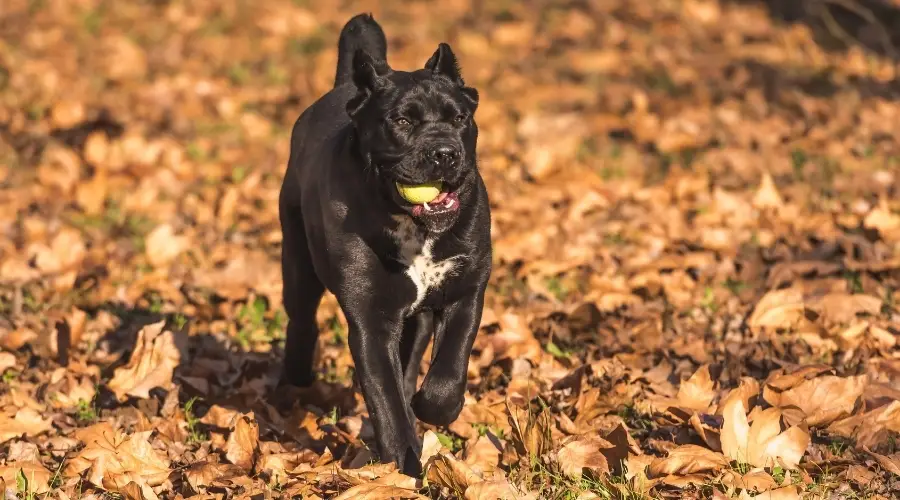 Perro sano corriendo al aire libre